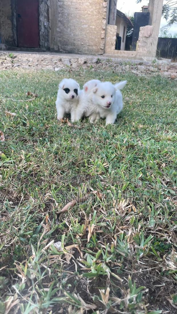 1-3 months Female Purebred Japanese Spitz - thumbnail 5