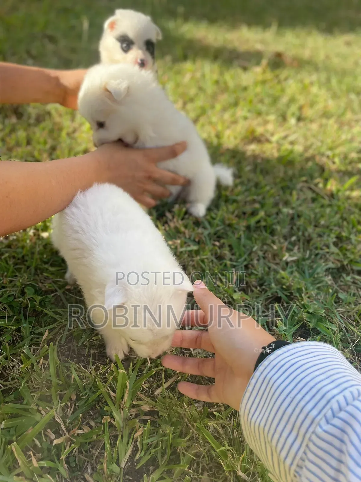 1-3 months Female Purebred Japanese Spitz