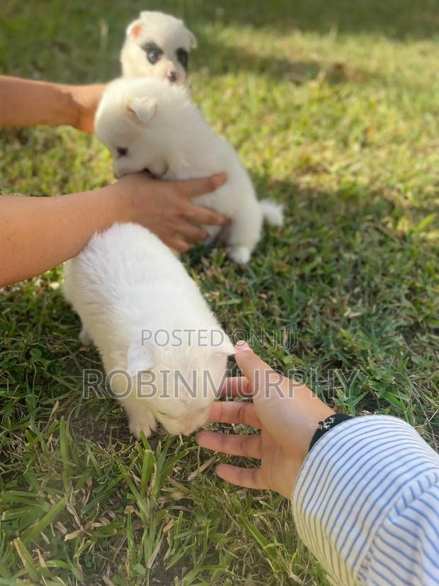 1-3 months Female Purebred Japanese Spitz - thumbnail 6