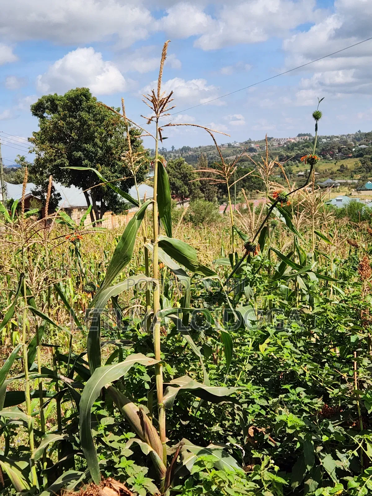 1⁄8 1⁄4 Acres Ngong-Kibiko (Arusha Close)