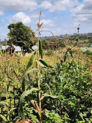 1⁄8 1⁄4 Acres Ngong-Kibiko (Arusha Close)