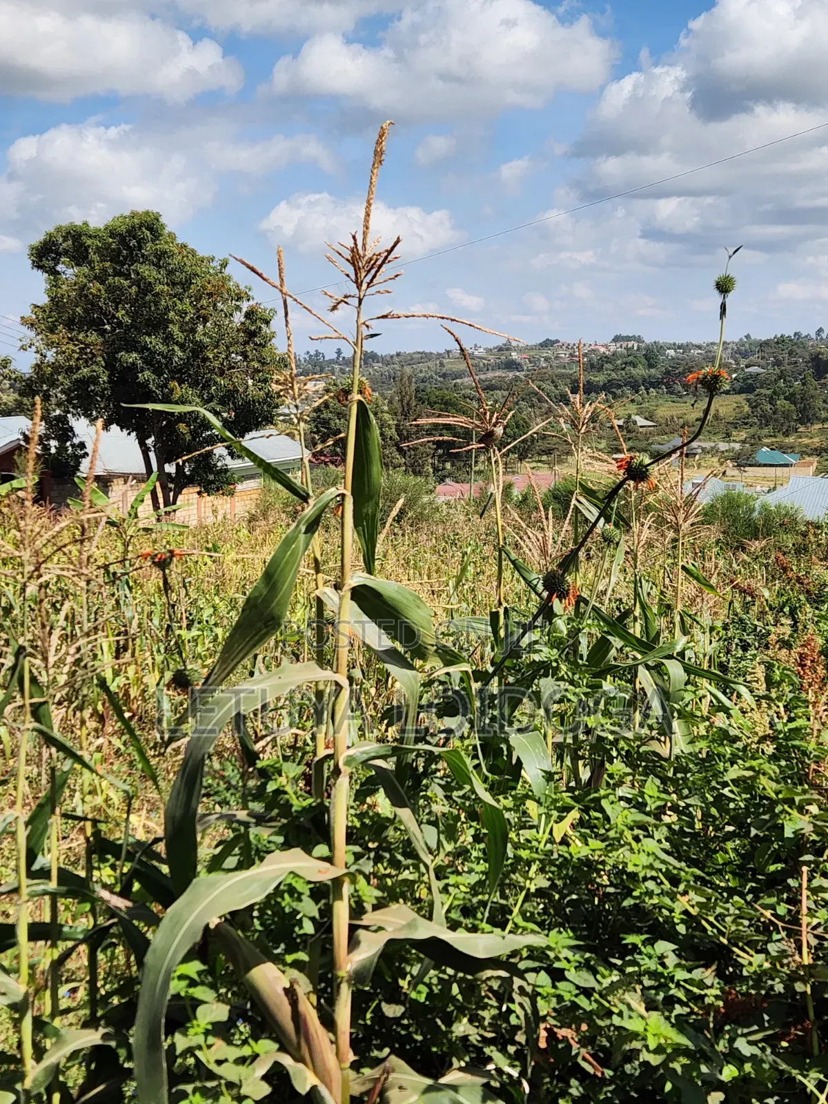 1⁄8 1⁄4 Acres Ngong-Kibiko (Arusha Close)