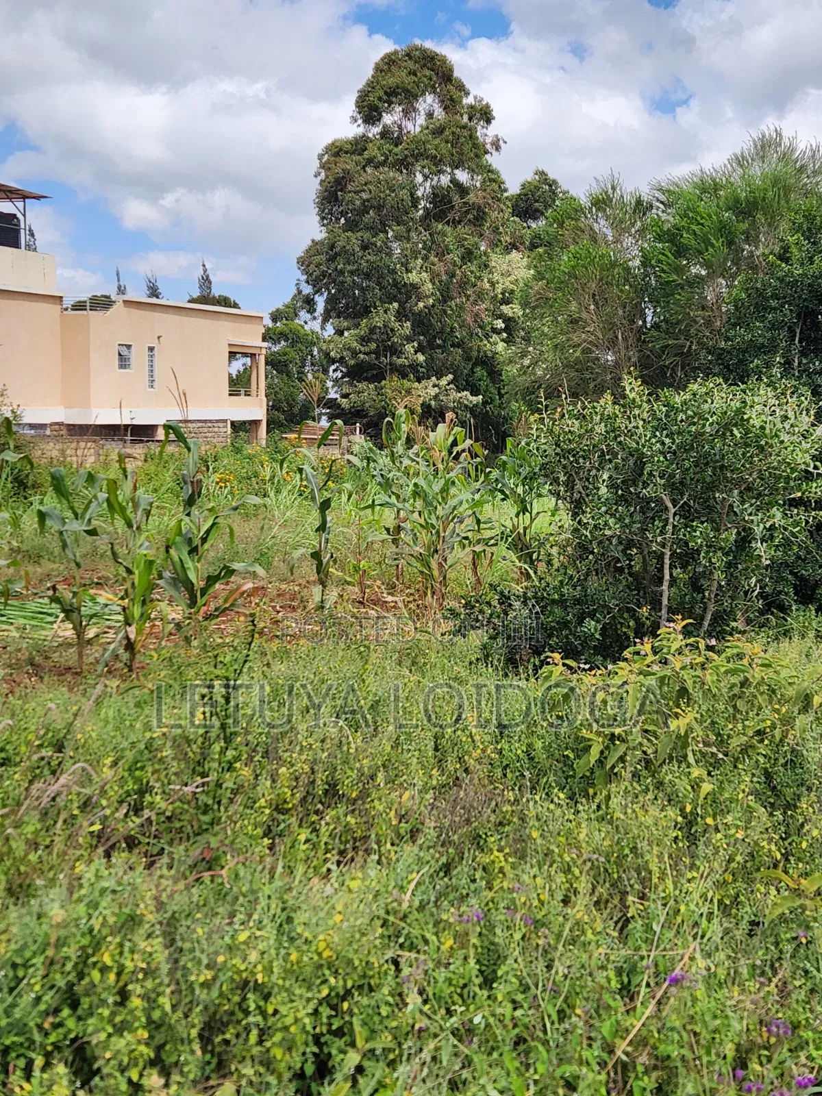 1 1⁄4 Acre Ngong-Kibiko(Baboon Crescent)
