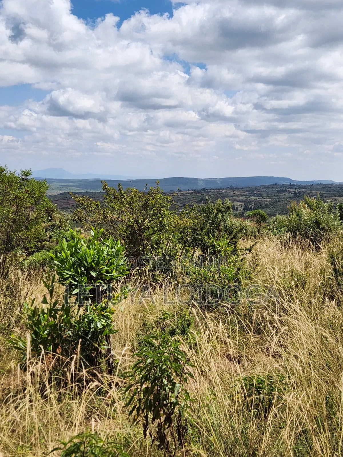 1 1⁄4 Acre Ngong-Kibiko(Baboon Crescent)