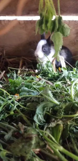 Young Rabbits