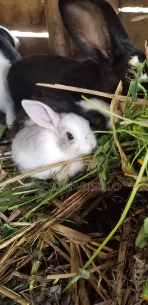 Young Rabbits