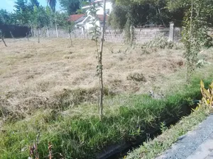 1/2 Acres for Sale in Karen Tree Lane.