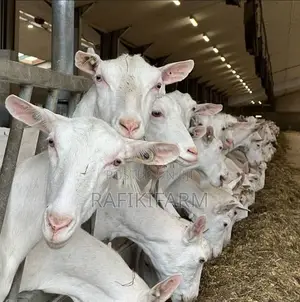 Saanen Dairy Goats