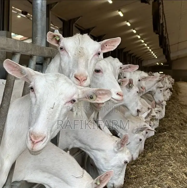 Saanen Dairy Goats