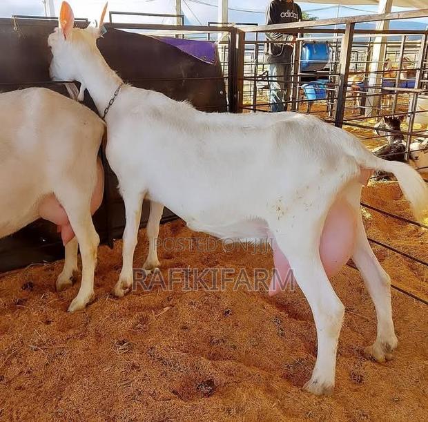 Saanen Dairy Goats - thumbnail 2