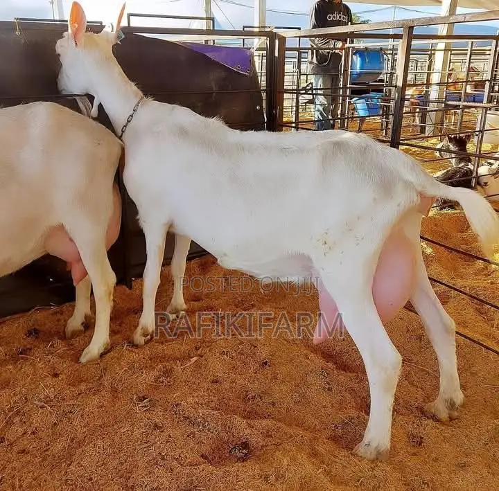 Saanen Dairy Goats