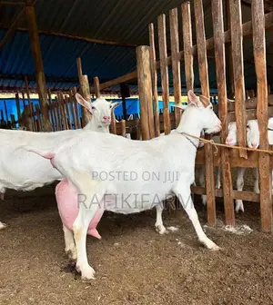 Saanen Dairy Goats