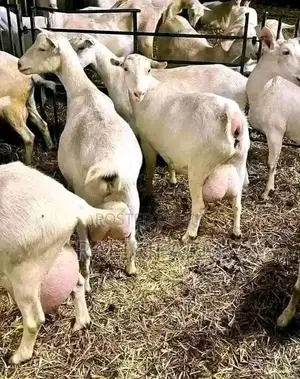 Saanen Dairy Goats