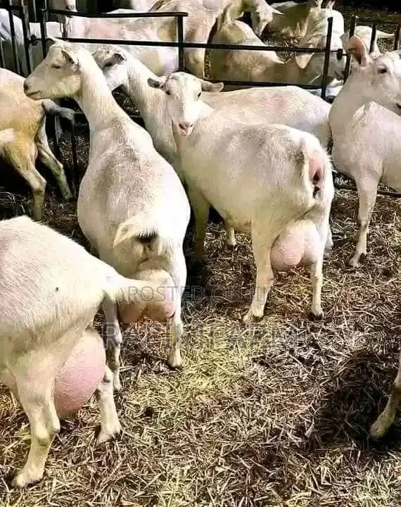 Saanen Dairy Goats