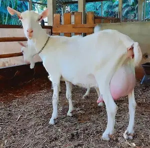 Saanen Dairy Goats