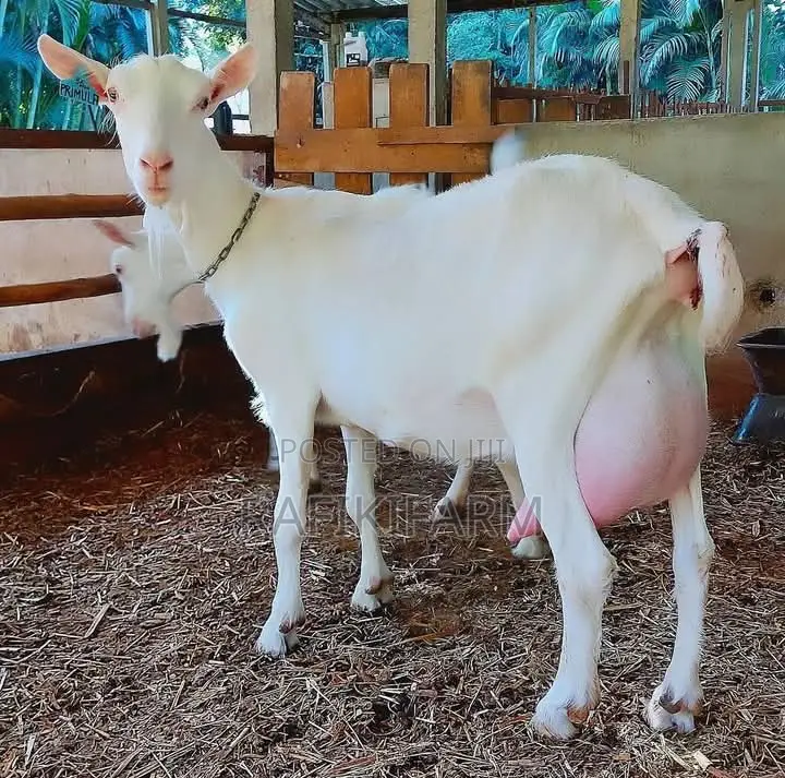 Saanen Dairy Goats