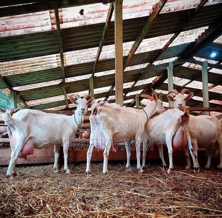 Saanen Dairy Goats