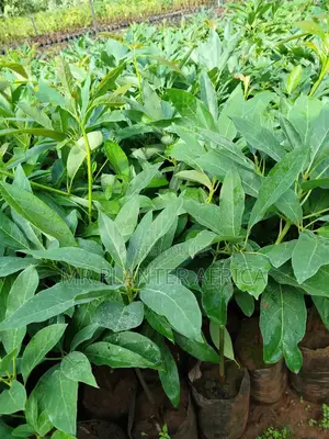 Hash Avocado Seedlings