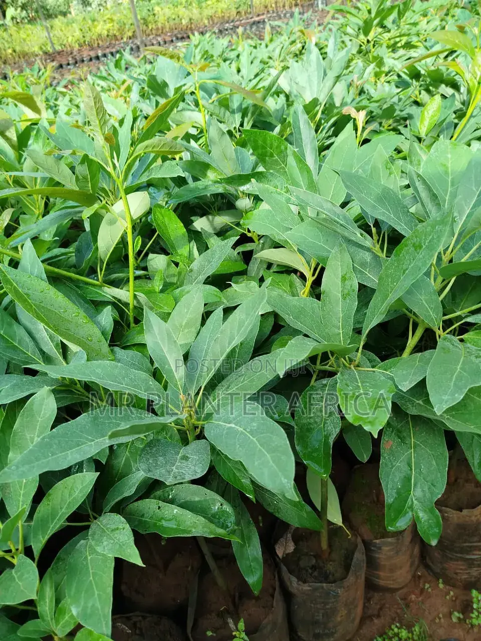 Hash Avocado Seedlings