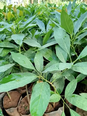 Hash Avocado Seedlings