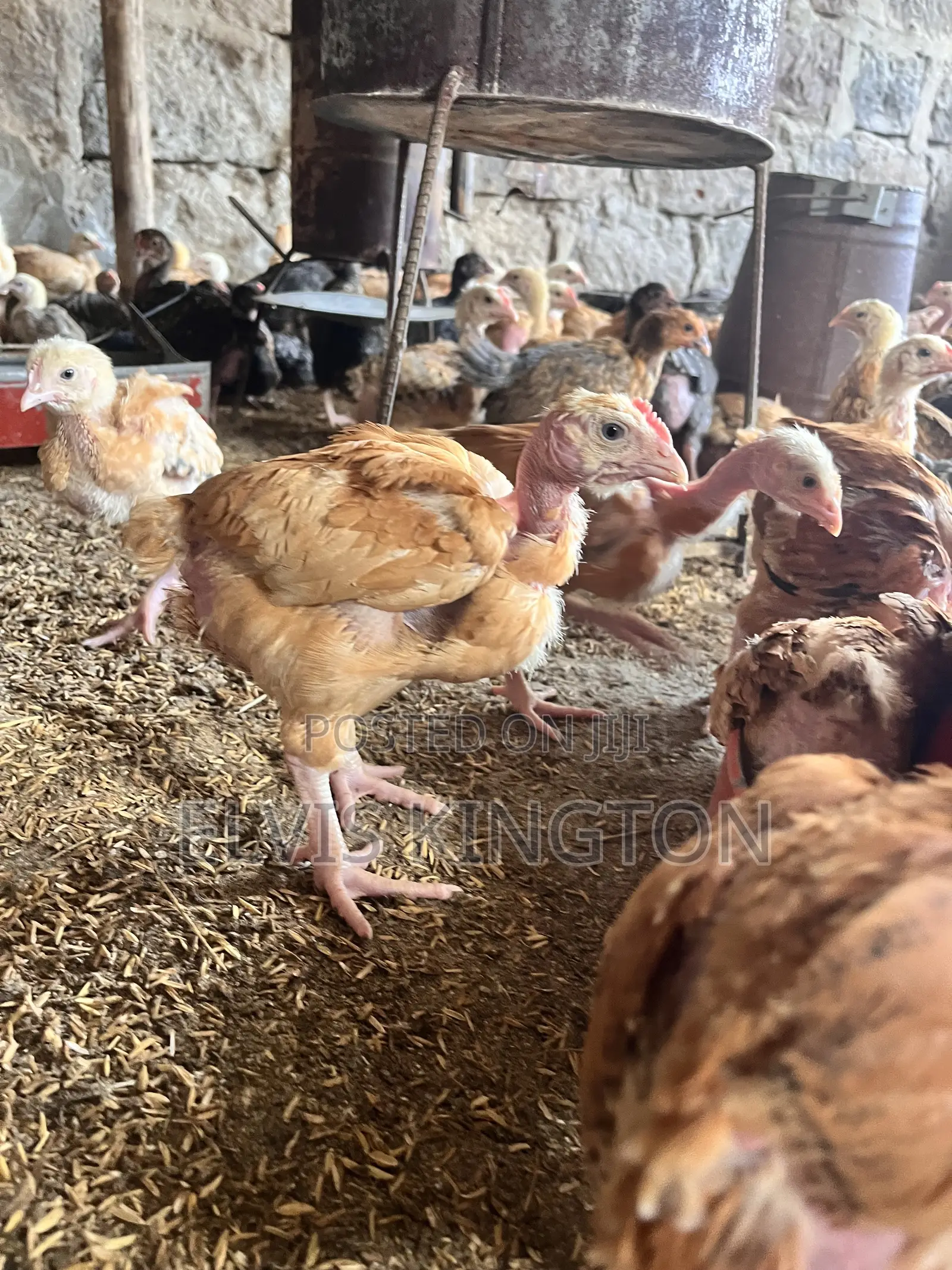 Improved Kienyeji Chicks