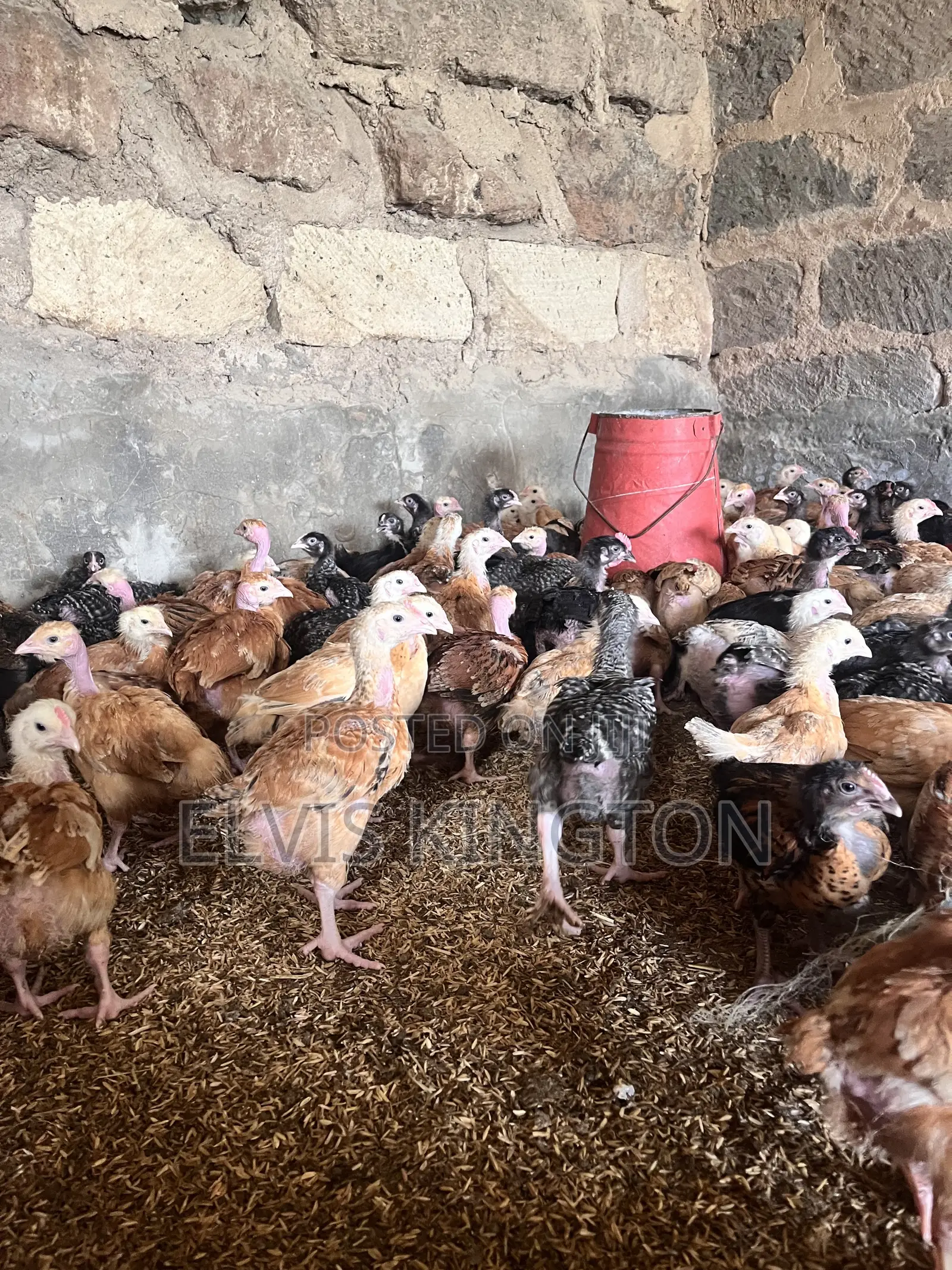Improved Kienyeji Chicks