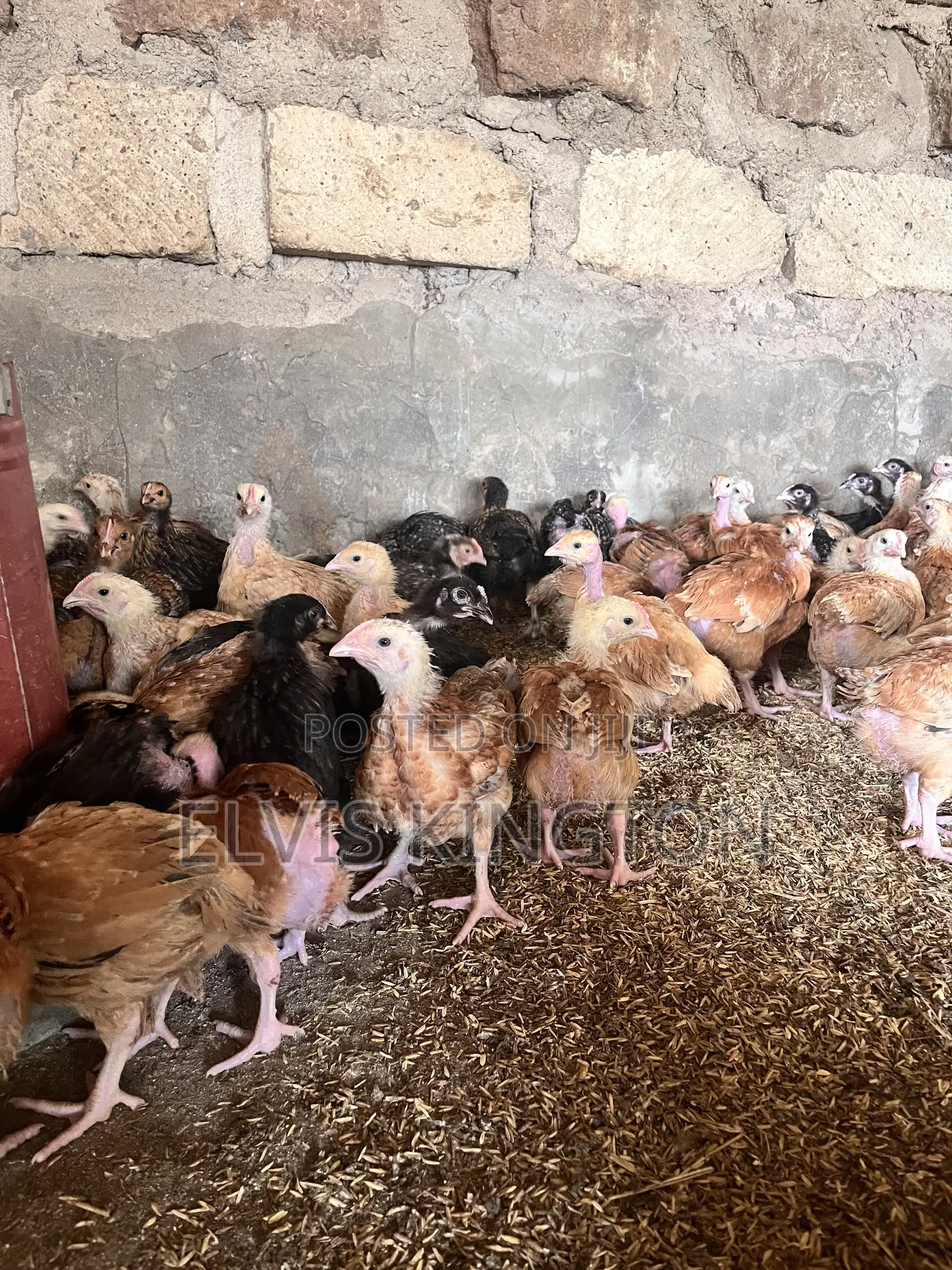 Improved Kienyeji Chicks