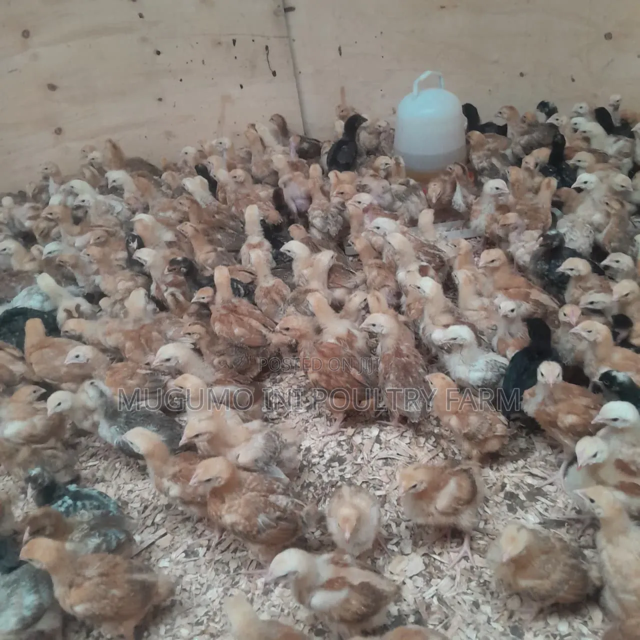 3weeks Chicks