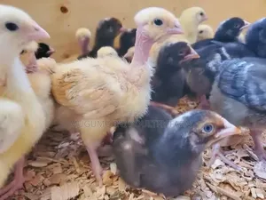 3weeks Chicks