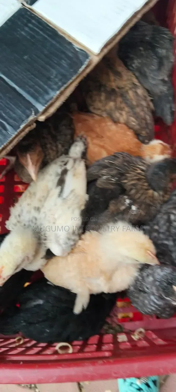 Months Old Chicks