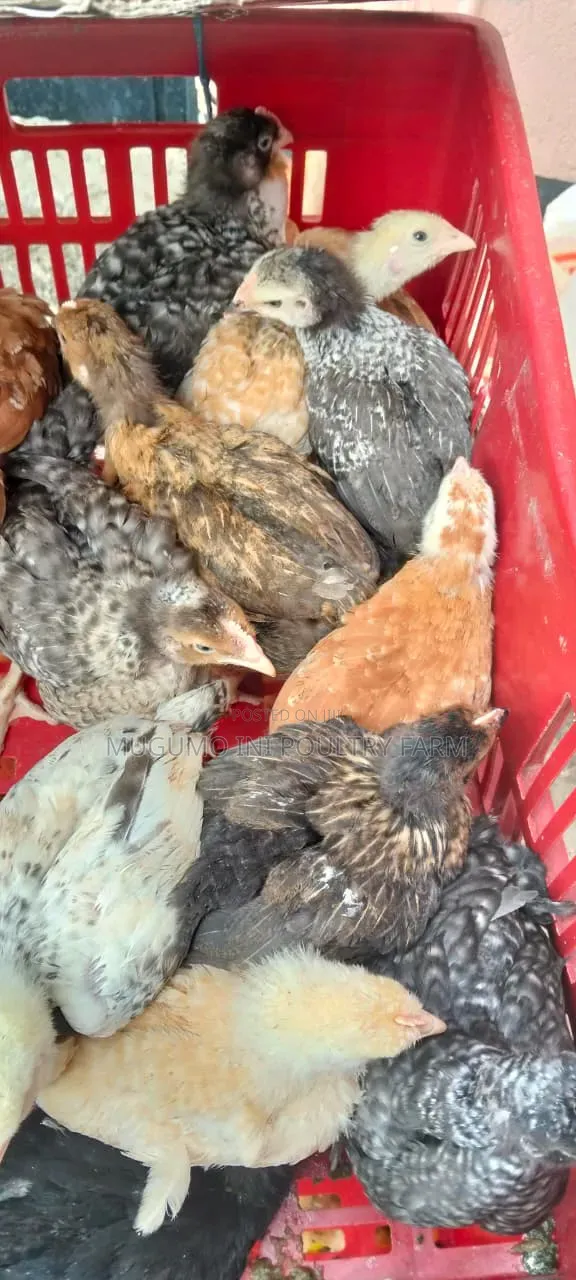 Months Old Chicks