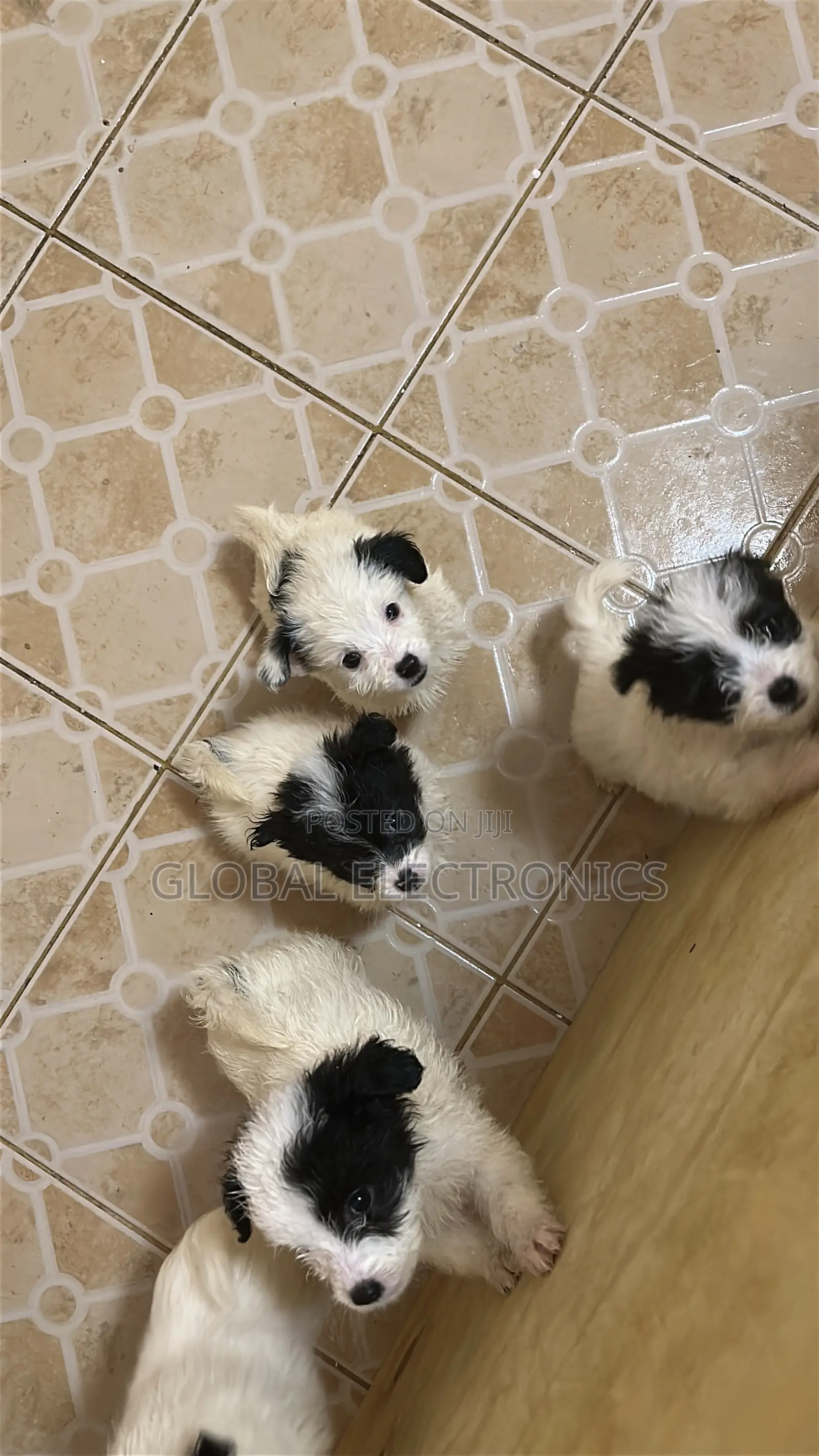 1-3 months Male Mixed Breed Havanese