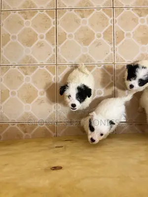 1-3 months Male Mixed Breed Havanese