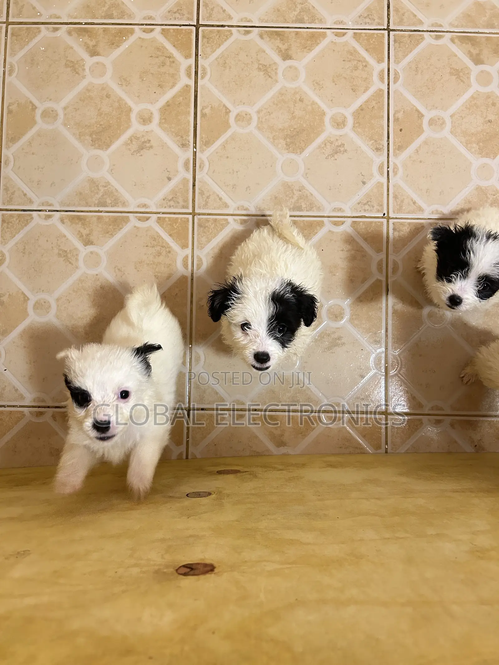 1-3 months Male Mixed Breed Havanese
