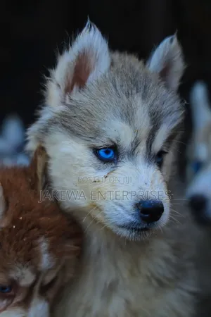 1-3 months Male Purebred Siberian Husky