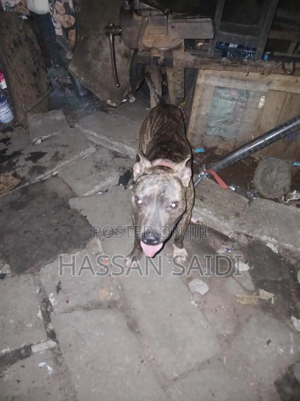 6-12 months Male Purebred American Pit Bull Terrier