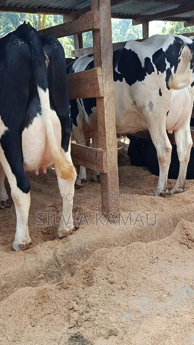 Dairy Cows - main view