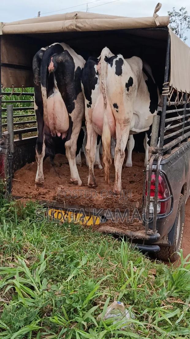 Dairy Cows - thumbnail 3
