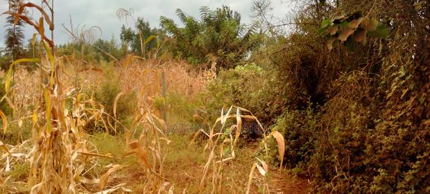 Prime 50×100 Plot for Sale in Kirinyaga Karoti Karugiro - thumbnail 2