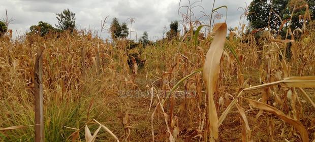 Prime 50×100 Plot for Sale in Kirinyaga Karoti Karugiro - thumbnail 4