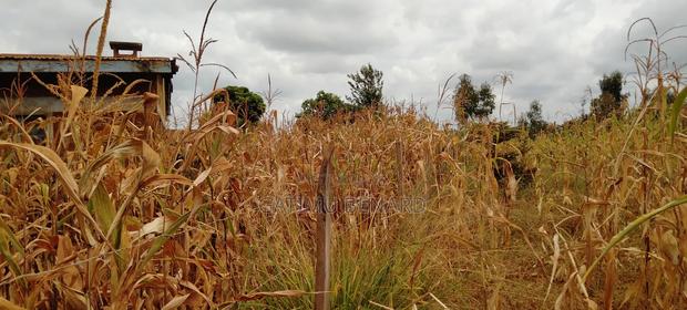 Prime 50×100 Plot for Sale in Kirinyaga Karoti Karugiro - thumbnail 5