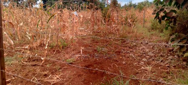 Prime 50×100 Plot for Sale in Kirinyaga Karoti Karugiro - thumbnail 6