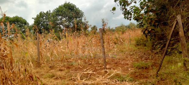 Prime 50×100 Plot for Sale in Kirinyaga Karoti Karugiro - thumbnail 7