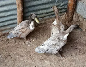 Laying Ducks Rouen,Pekin, Blue Swedish.