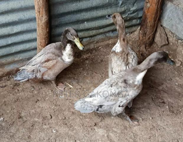 Laying Ducks Rouen,Pekin, Blue Swedish. - thumbnail 2