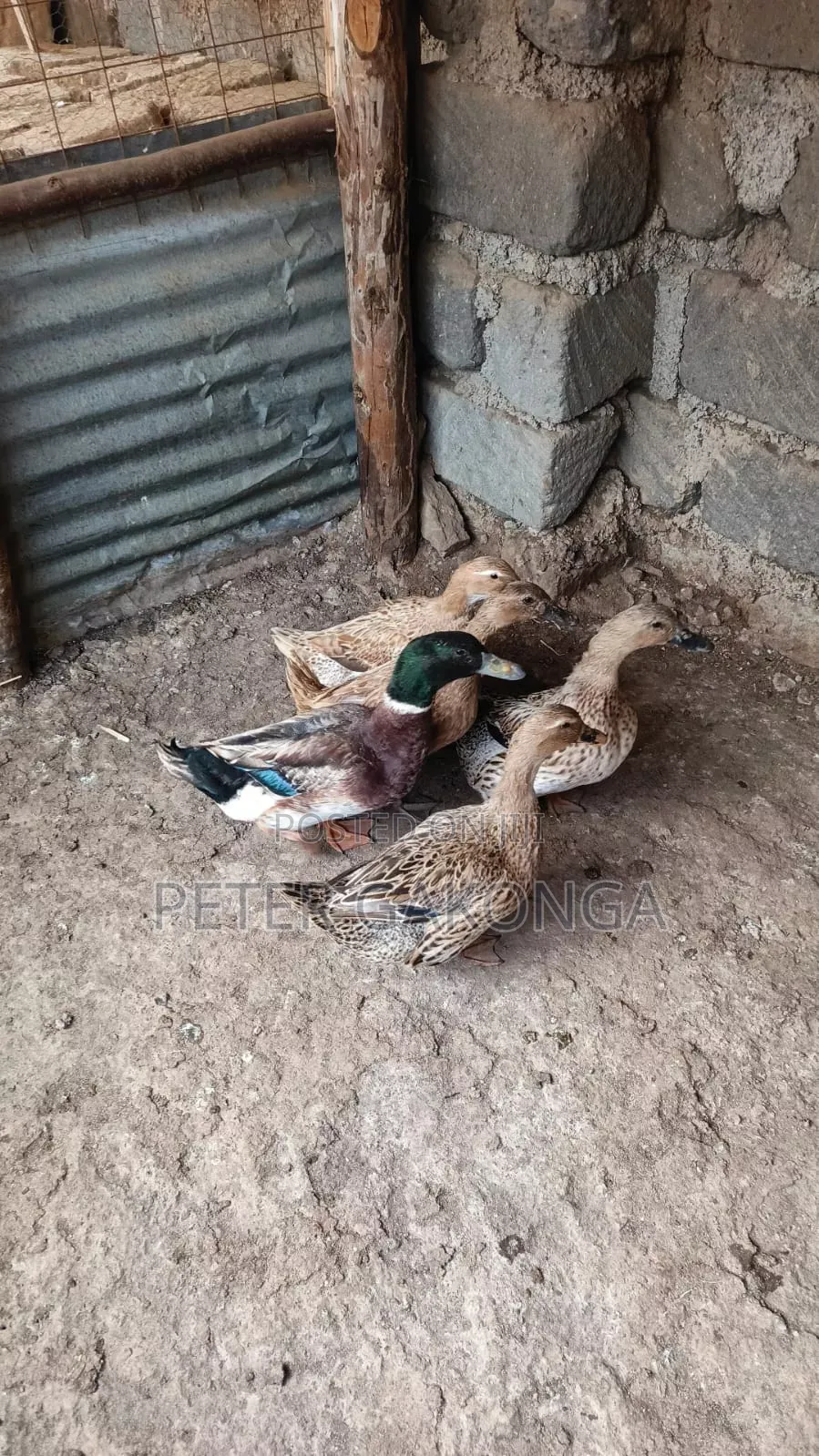 Laying Ducks Rouen,Pekin, Blue Swedish.