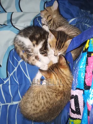 1-3 months Male Mixed Breed American Shorthair