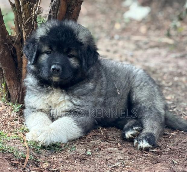 1-3 months Male Purebred Caucasian Shepherd - thumbnail 2