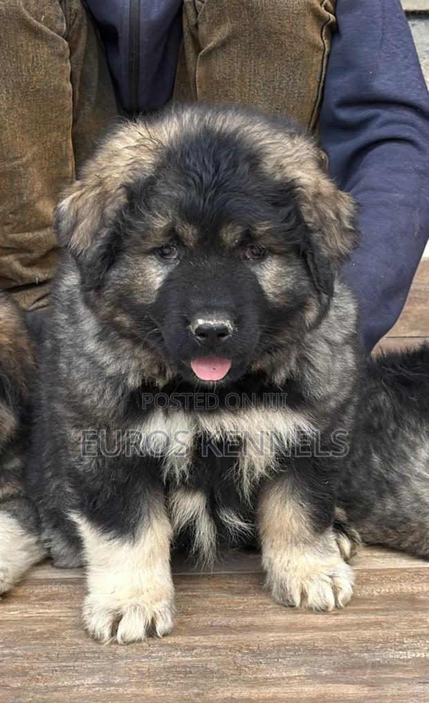 1-3 months Male Purebred Caucasian Shepherd - thumbnail 3