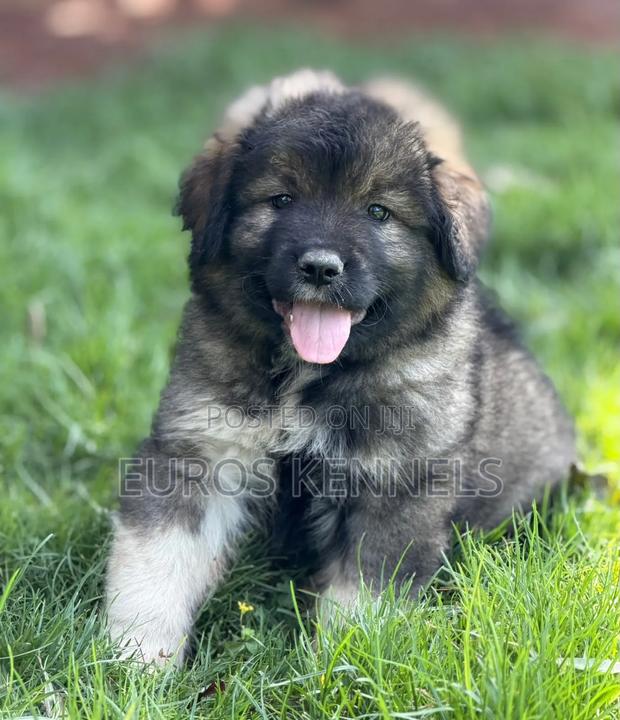 1-3 months Male Purebred Caucasian Shepherd - thumbnail 4